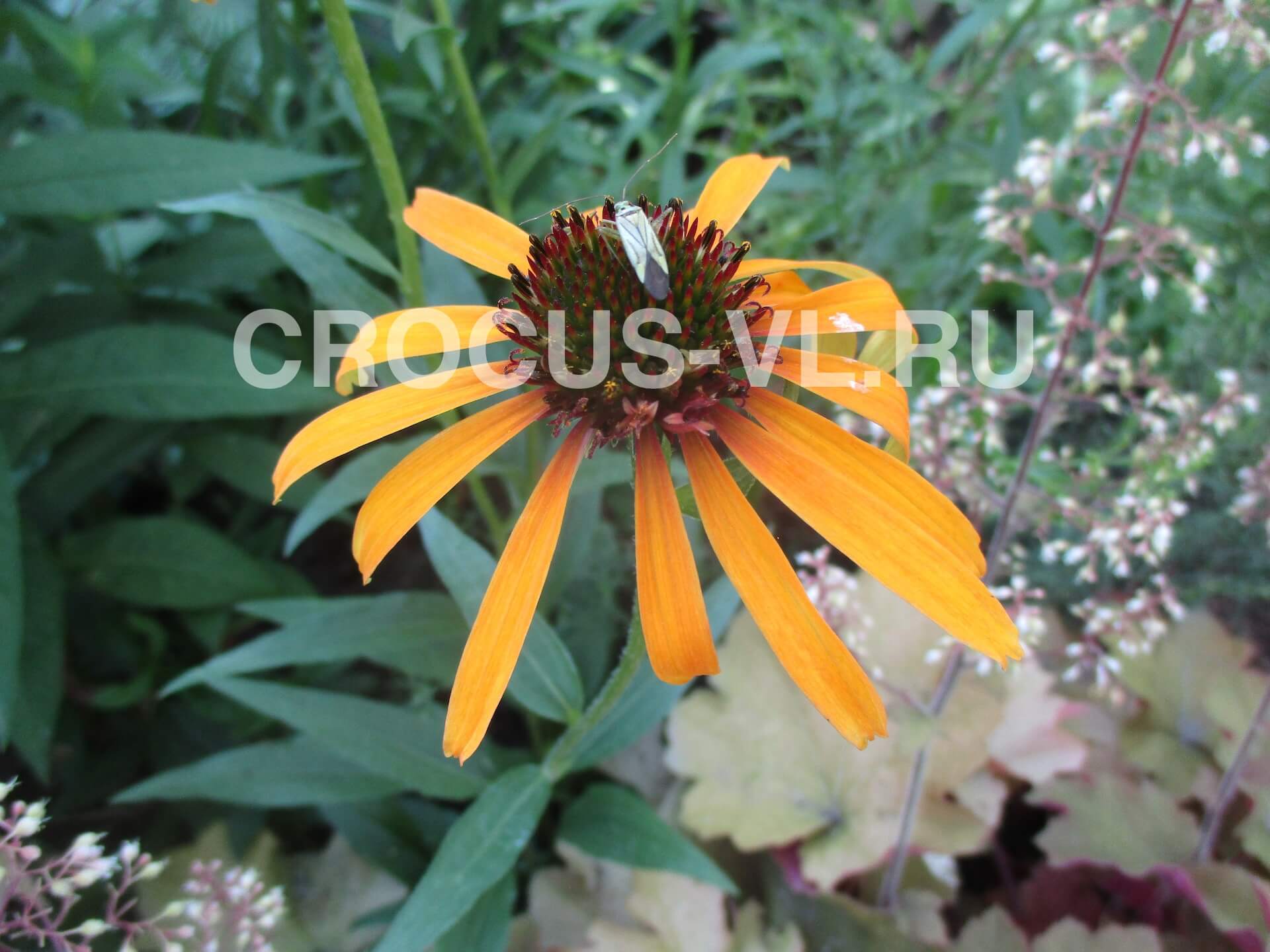 Эхинацея «Art's Pride»